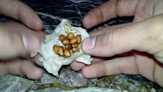 Como germinar naranjas, limones, pomelos, mandarinas, quinotos o cualquier cítrico en general ☺?