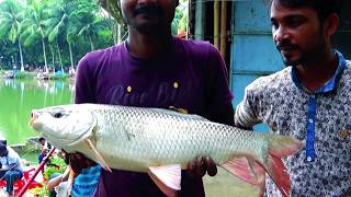 Big Fish Hunting Videos By Fishing Rod & Hooks In City Park Area