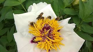 ПЧЁЛЫ Слоу Моушн видео в полете на ПИОНЕ: Bees slow motion 120fps on peony