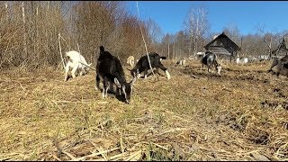 Первый выпас