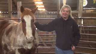 Beginning steps in the rehab of St. Nick - Rescue horse found on the mountain.