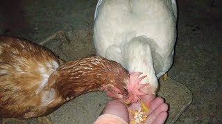 AYAM MAKANNYA TAK PERNAH PUAS. THE CHICKEN IS ALWAYS HUNGRY. INTIP TERNAK SAAT SUBUH.
