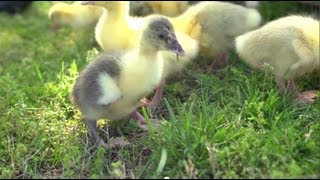 Goslings Imprint on Allen | Farm Raised With P. Allen Smith