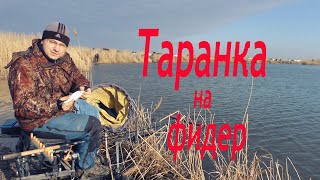 Таранка на фидер. Ловим фидером Азовскую Таранку. Плотва на фидер.