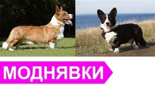 Вельш Кардиган