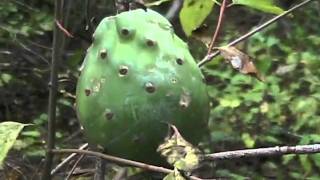 The Prickly Pear