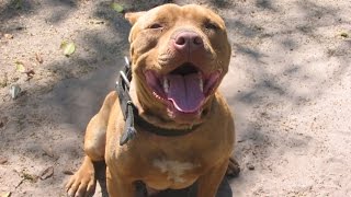 ПИТБУЛЬ ДЕЛАЕТ САЛЬТО,PIT BULL DOES THE FLIP!