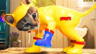Lindo Gatito Aventuras - Dibujos Animados Infantiles | Cuidado divertido de animales de compañía
