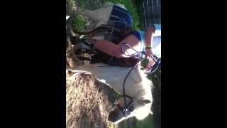 Wild pony ride