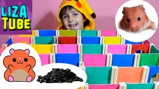 Хомячок Ириска в лабиринте #2  ?? Сколько семечек она соберет? Лиза и Хомки ? LizaTube