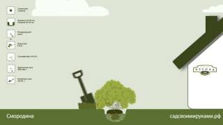 Смородина. Инструкция по посадке. СадСвоимиРуками