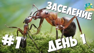 Муравьиная ферма #1 – Обзор и заселение – День 1