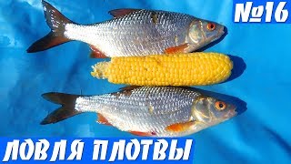 Ловля плотвы на КУКУРУЗУ! Рыбалка на удочку в августе.