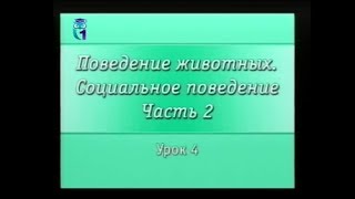 Социальное поведение животных. Урок 2.4. Социальные насекомые - единение в созидании