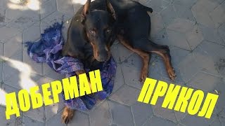 Взрослый Доберман (ПРИКОЛ) 18+