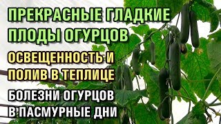 ПРЕКРАСНЫЕ ГЛАДКИЕ ПЛОДЫ ОГУРЦОВ, ОСВЕЩЕННОСТЬ И ПОЛИВ В ТЕПЛИЦЕ, БОЛЕЗНИ ОГУРЦОВ В ПАСМУРНЫЕ ДНИ