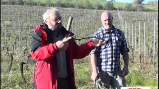 potatura vite 08 03 2014