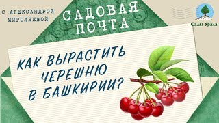 САДОВАЯ ПОЧТА с Александрой Миролеевой: как вырастить черешню в Башкирии. Выпуск 17. Сады Урала.