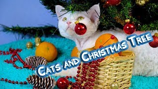 Curly cats Devon Rex play with Christmas tree. Cat santa claus.