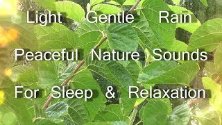Light Gentle Rain 60 Minutes For Sleep And Relaxation