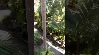 Сад второго яруса в Nong Nooch Garden в Паттайе. Полив. Часть VII 3