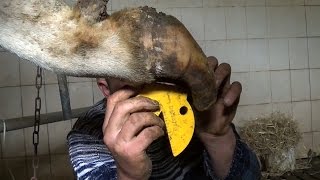 Расчистка копыт - обучение. Hoof trimming - training. EN Sub.