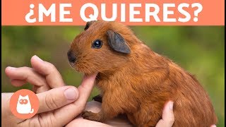 ¿Cómo saber si mi cobaya me quiere? ? 5 señales