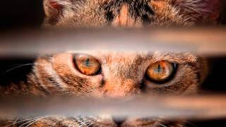 Rondo Veneziano - Jupiter (Pt. 2) - Concerto Per Mozart