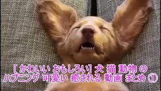[ かわいい おもしろい ] 犬 猫 動物 のハプニング 可愛い 面白い 癒される 2019  動画 まとめ ①