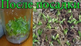 Семена Орхидей после посадки. Результат что получилось.