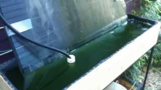 Growing Spirulina at Home. Blue green algae for fish and people too!