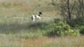 Epagneul breton puppy hunting