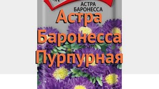 Астра обыкновенный Пурпурная (purpurnaya) ? астра Пурпурная обзор: как сажать семена астры Пурпурная