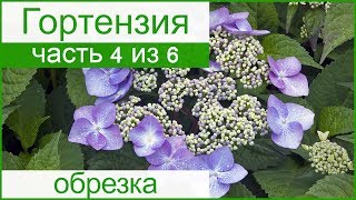 ? Обрезка гортензии и размножение черенками