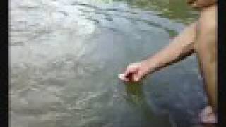 Hranjenje krapov z roko!!! Feeding carps with hand!