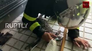 Spain: Firefighters save cat"s life by giving it assisted ventilation