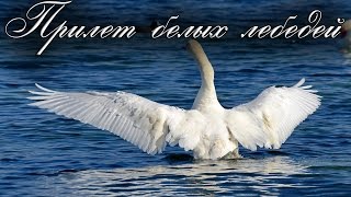 Весенний этюд:прилет белых лебедей