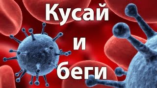 Кусай и беги