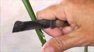 Bud Grafts on Citrus