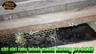 CIRI CIRI RATU LEBAH MADU HARUS DI GANTI