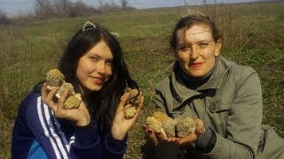 Собираем степные сморчки.Сезон 2019