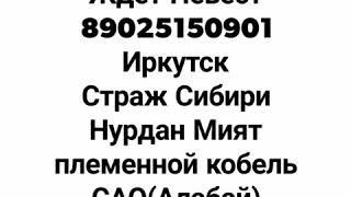 Кобель САО (Алабай)