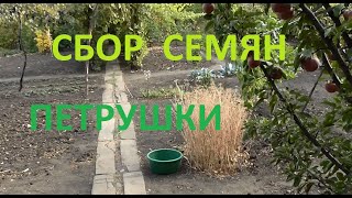 ПЕТРУШКА СОЗРЕЛА, СОБРАЛ СЕМЕНА