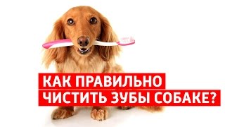 ЧИСТКА ЗУБОВ У СОБАК в домашних условиях, или как самому чистить зубы собаке!?