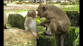 Small spoil monkey screaming & angry mom monkey