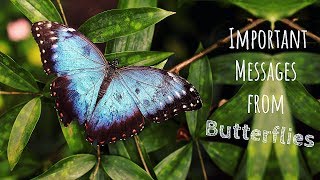 Do Butterflies Cross Your Path Often? - This Is What It Means ( Important Messages)