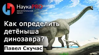 Как отличить детёныша динозавра от взрослого маленького динозавра? – Павел Скучас | Научпоп
