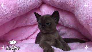 Соболиная бурманская девочка Indigo Freya Way Питомник бурманских кошек Freya Way