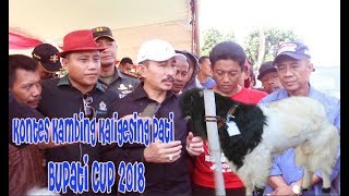Kontes Kambing Kaligesing Pati - Bupati Cup 2018