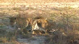 Leopards mating